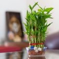 Rolling Nature 3 Layer Lucky Bamboo