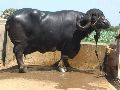 Jafrabadi buffalo
