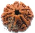 6 mukhi rudraksha