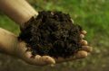 organic fertilizer