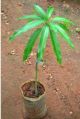 Mango Grafted Plant