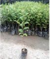 Nursery Apple Ber Plant