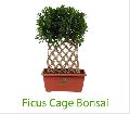 Ficus Cage Bonsai