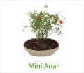Mini Anar Bonsai