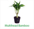Multihead Bamboo