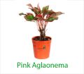 Pink Aglaonema
