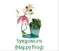 Syngonium Happy Frog