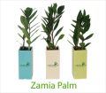 Zamia Palm