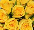 Gold Strike Rose Flower