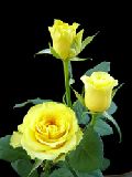 Sphinx Yellow Rose