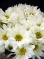 Super White Chrysanthemum Flower
