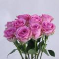 Wham Rose Flower