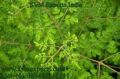 Moringa Tea Cut Leaves