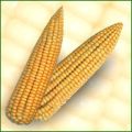 maize seed