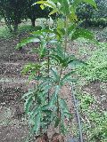 500 Gram per bag Mango Plant