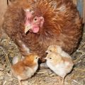 Nati Poultry Chicks