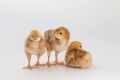 Rhode Island Poultry Chicks