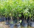 Baramasi Mango Plant