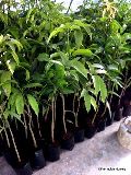 Himsagar Mango Plant