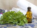 Parsley Seed Oil