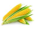 maize