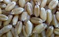 PBW-154 Wheat Seeds