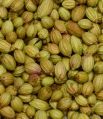 Double Parrot Quality Coriander Seeds