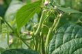 Hybrid Cluster Beans Seeds