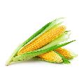 yellow corn