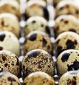 Hatching Quail Eggs