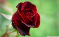 Hot Red Rose
