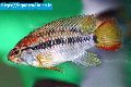 Macmasters dwarf cichlid fish