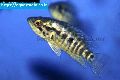 Wolf cichlid fish