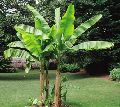 Banana Fruit Plant