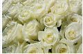 High Quality White Rose