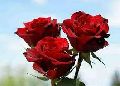Organic Red Rose