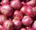 Medium Red Onion