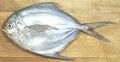pomfrets fish silver