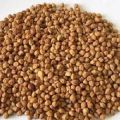 Black Chickpeas