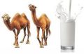 Fresh Camel Milk