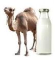 Pure Camel Milk