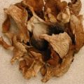 Dried Pure Oyster Mushroom