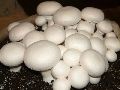 Fresh Pure Button Mushroom