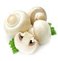 Pure Button Mushroom