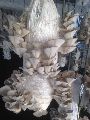 White Oyster Mushroom Spawn