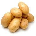Fresh Medium Potato