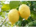 Natural Yellow Lemon