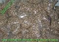 Organic Moringa Seed For Oil Extraction