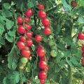Red and Green Hybrid Tomato Seeds