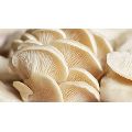 Organic fresh oyster mushroom